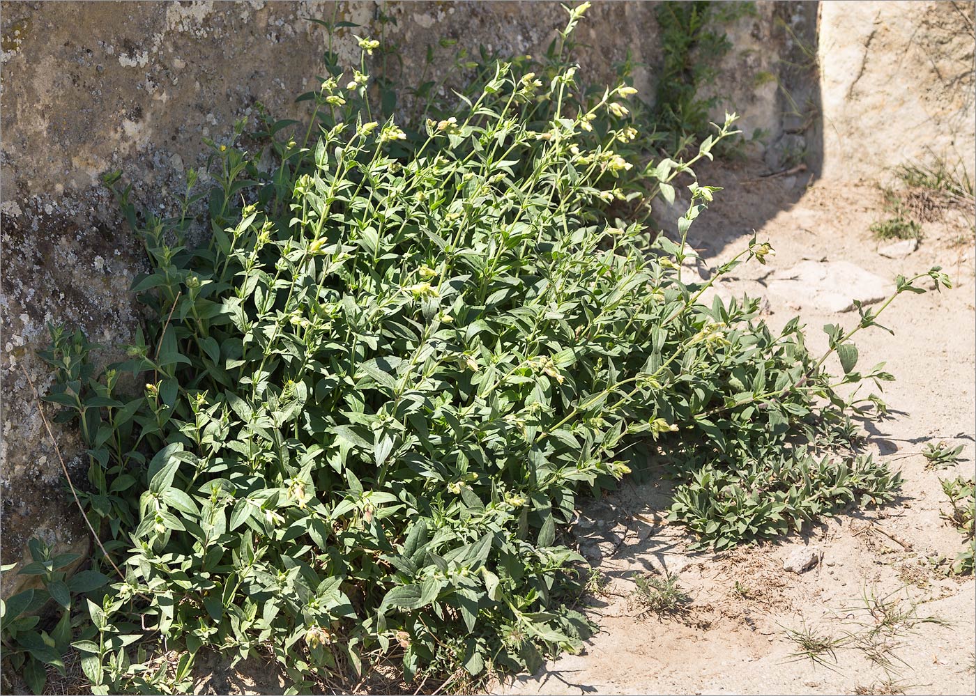 Image of Melandrium latifolium specimen.