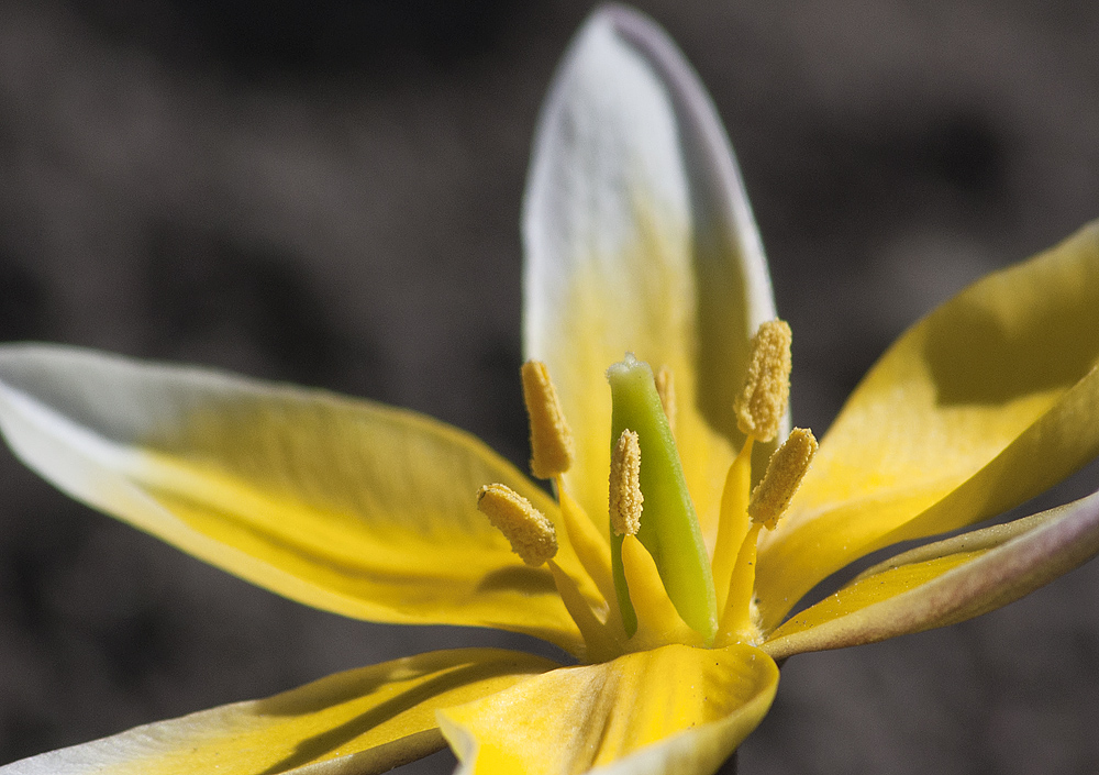 Изображение особи Tulipa tarda.