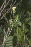 Astragalus cicer. Верхушка цветущего растения. Крым, Бахчисарайский р-н, пос. Куйбышево, опушка в излучине реки. 28.06.2017.