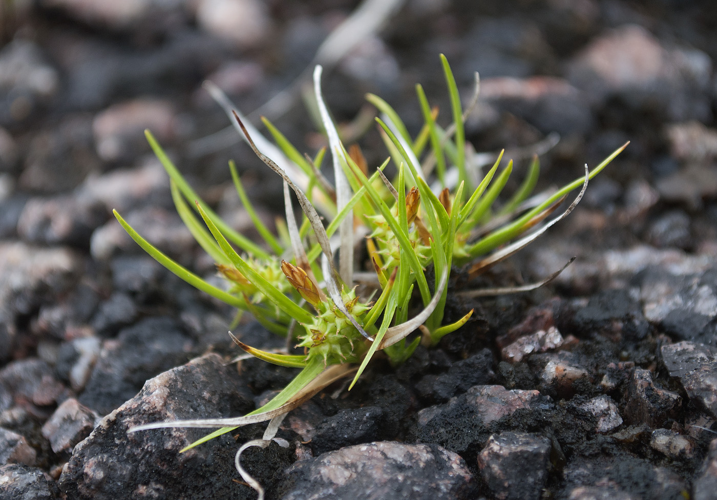 Image of Carex serotina specimen.