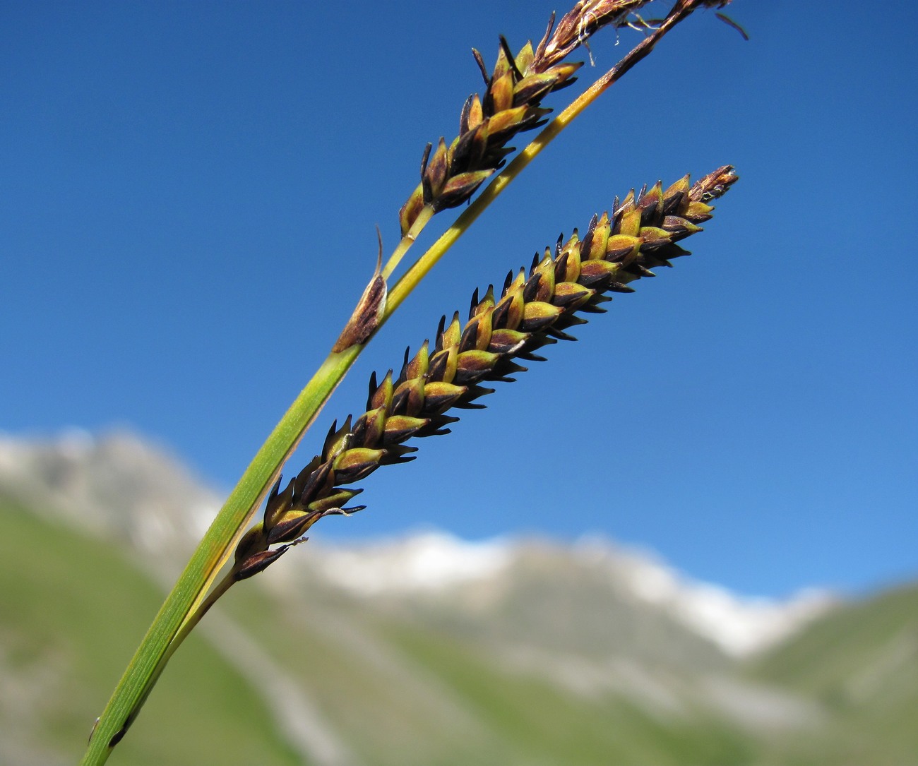 Image of genus Carex specimen.