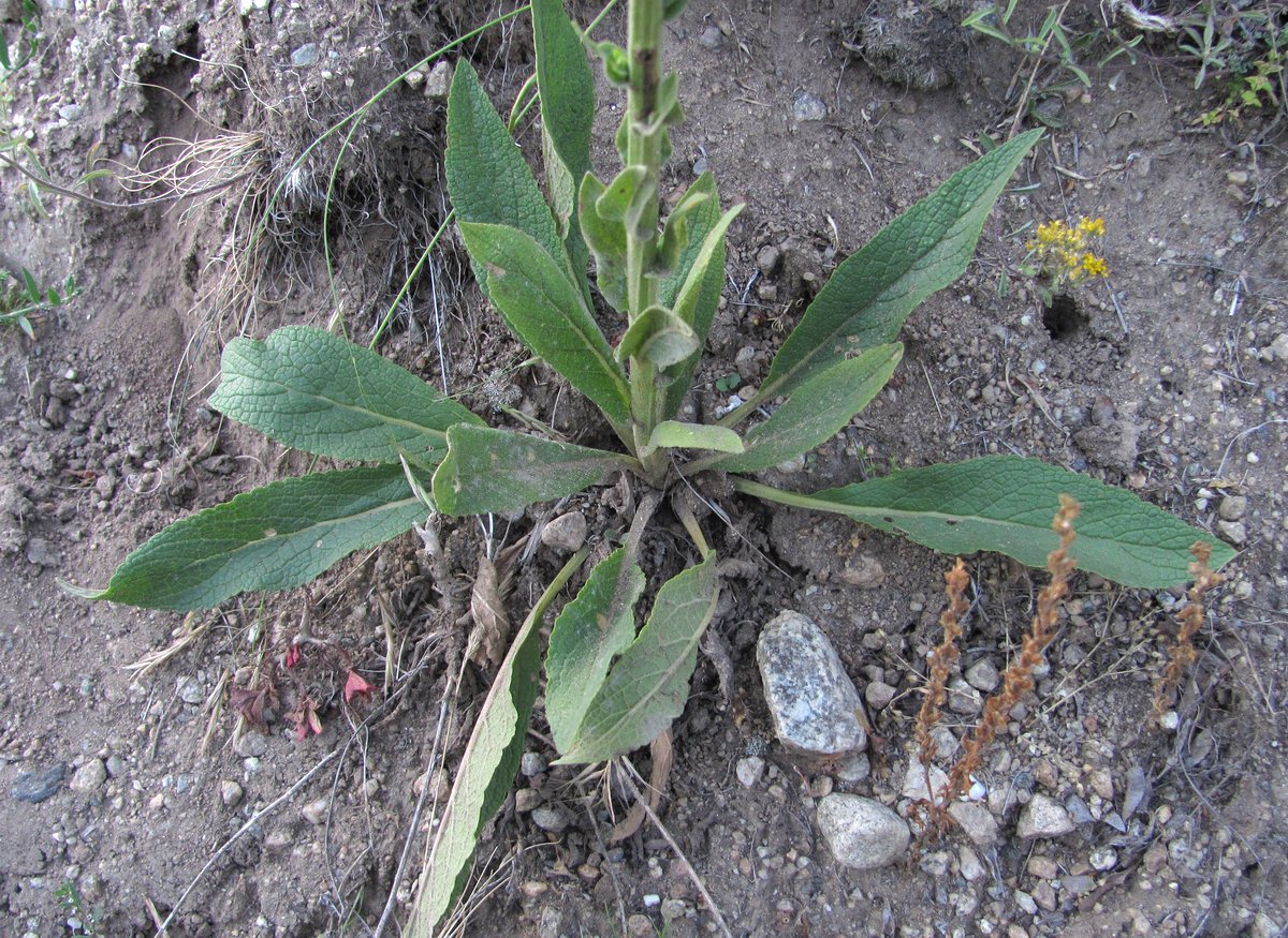 Image of Verbascum &times; ignescens specimen.