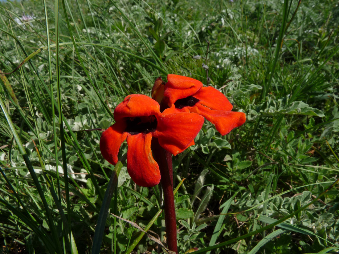 Изображение особи Phelypaea coccinea.