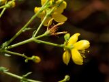 Hypericum triquetrifolium. Верхушка цветущего побега (вид снизу). Греция, о-в Крит, ном Ханья (Νομός Χανίων), дим Киссамос (Κίσσαμος), рудеральное местообитание между сельскохозяйственными угодьями и просёлочной дорогой. 20 июня 2017 г.