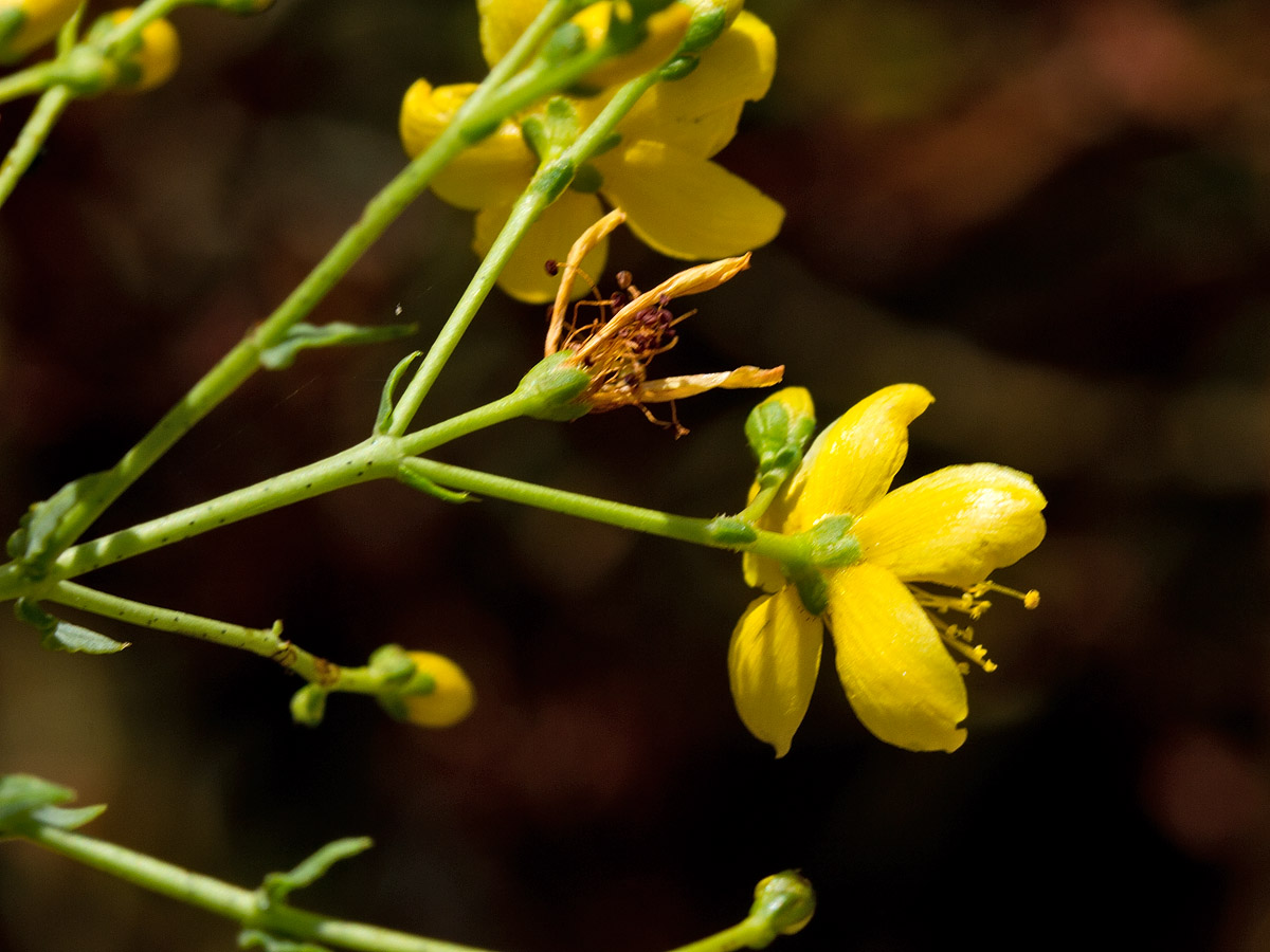 Image of Hypericum triquetrifolium specimen.