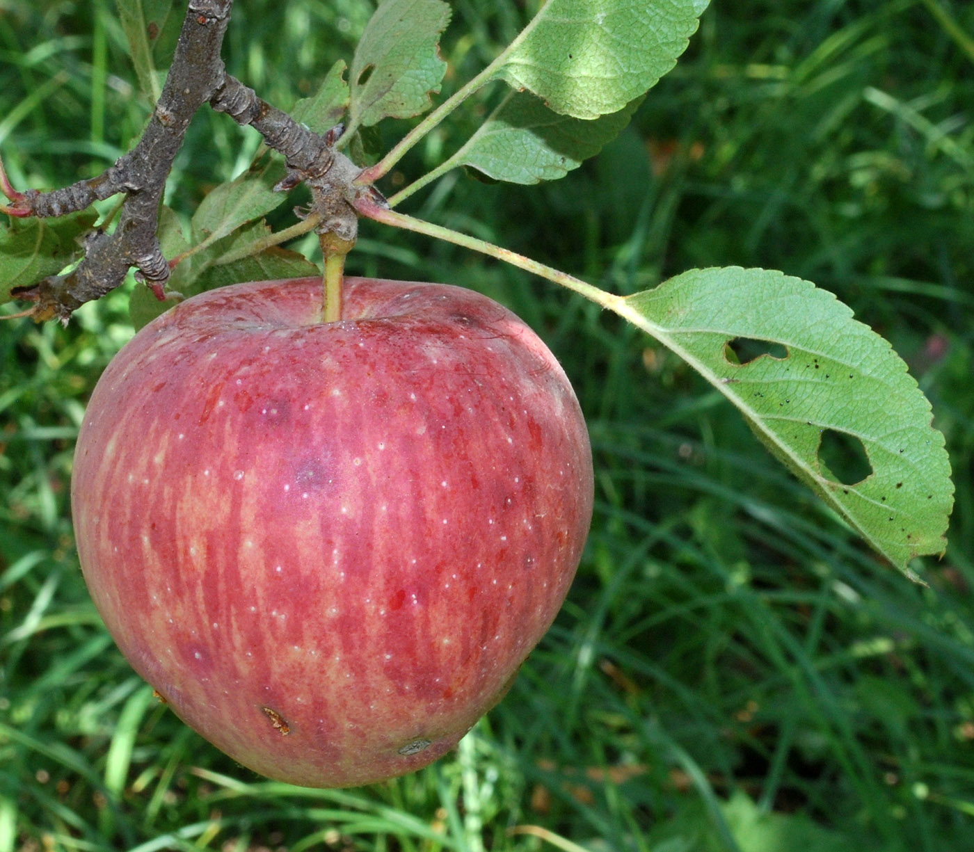 Image of Malus domestica specimen.