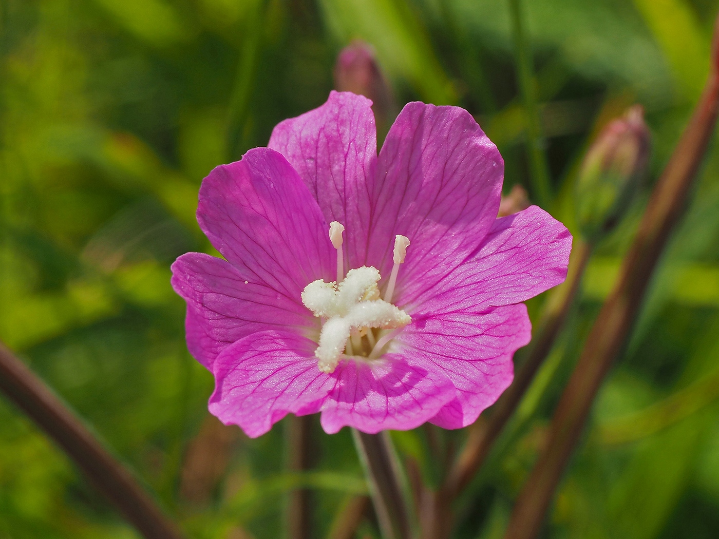 Изображение особи Epilobium hirsutum.