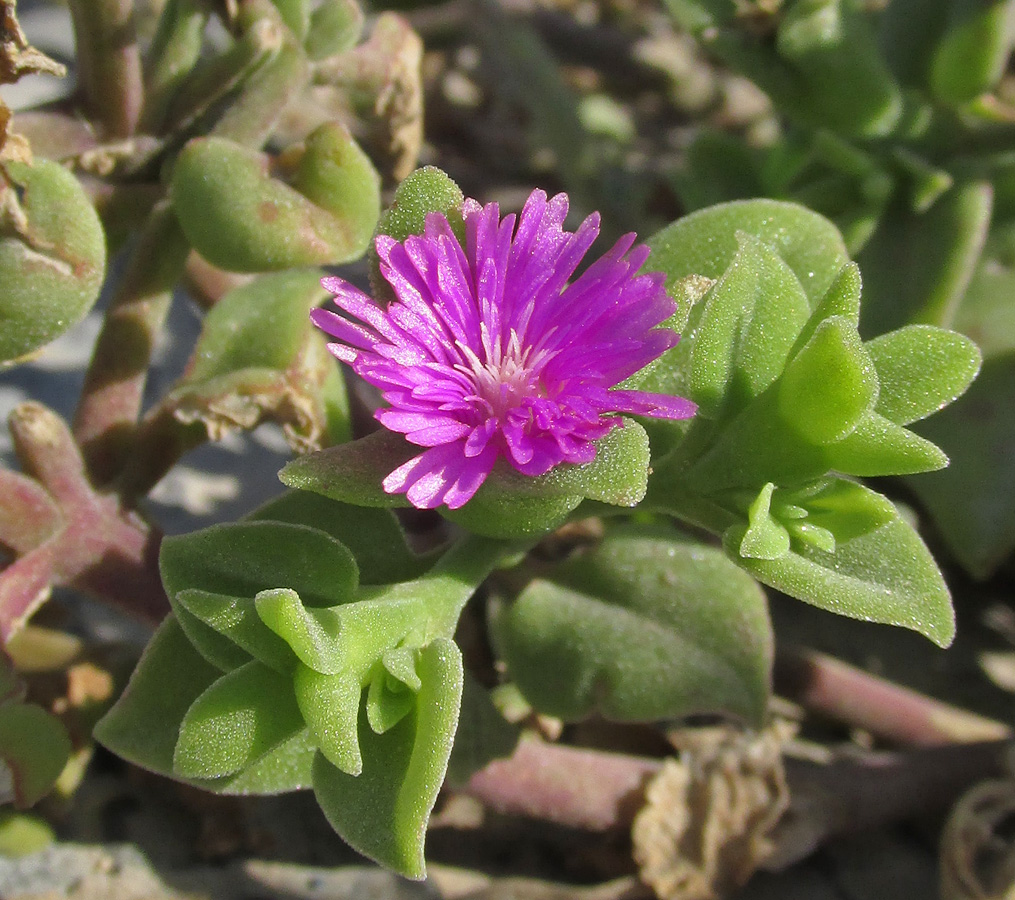 Image of Aptenia cordifolia specimen.