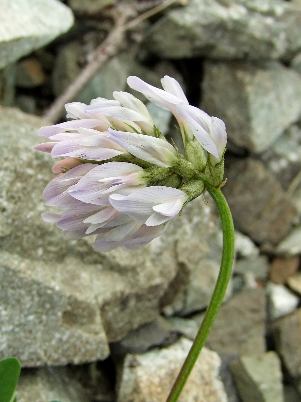 Image of Astragalus boreomarinus specimen.