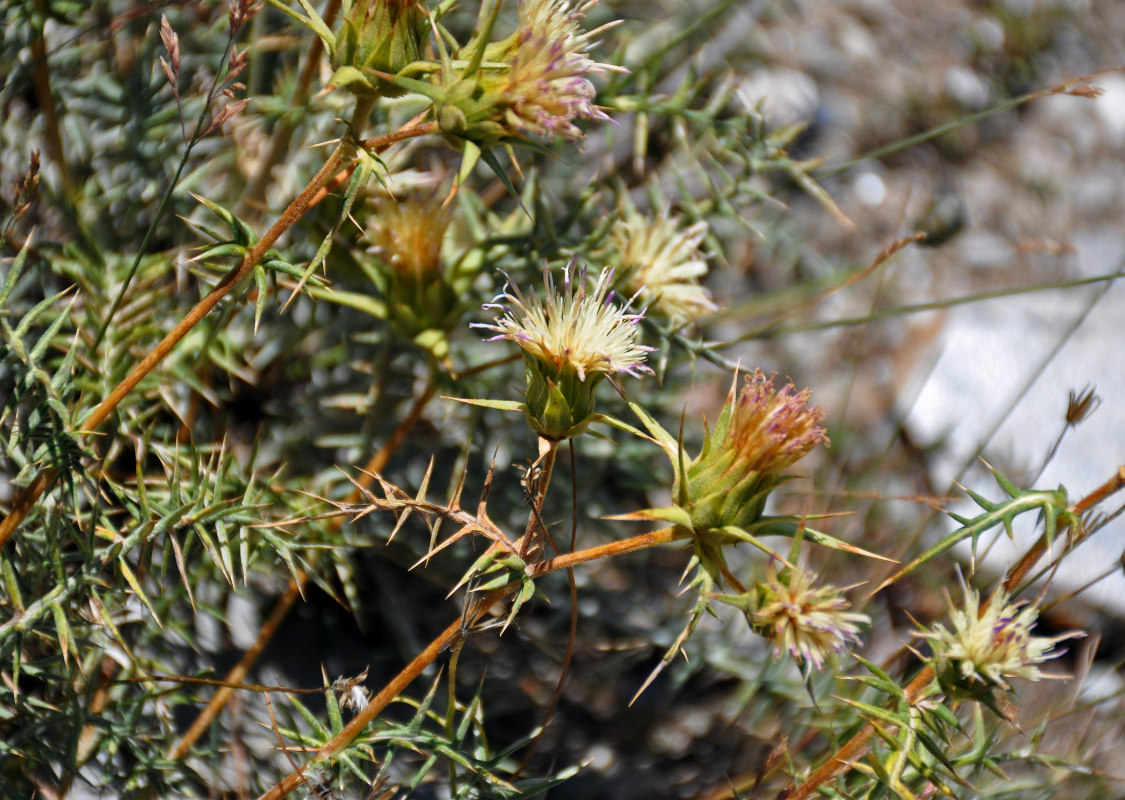 Image of Cousinia sarawschanica specimen.