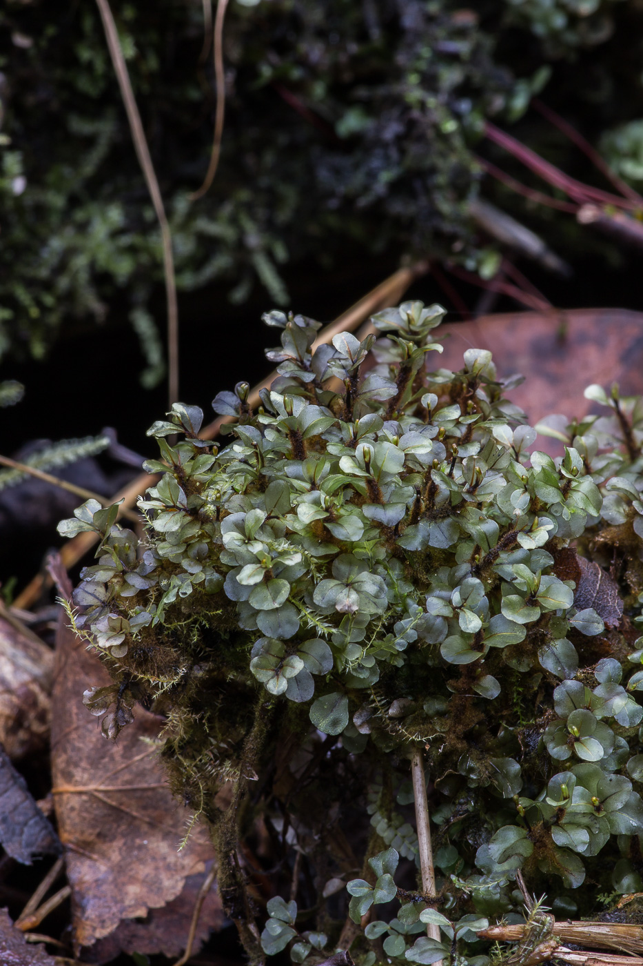 Image of Rhizomnium pseudopunctatum specimen.