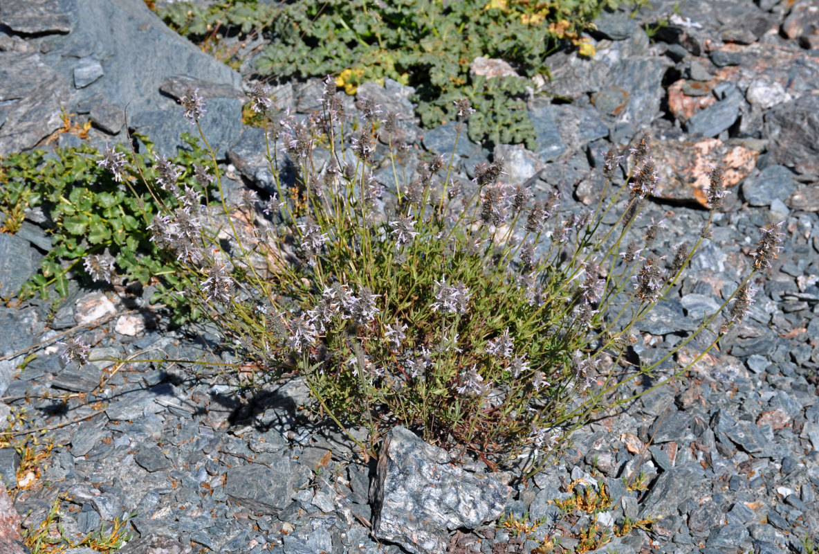 Image of Nepeta podostachys specimen.