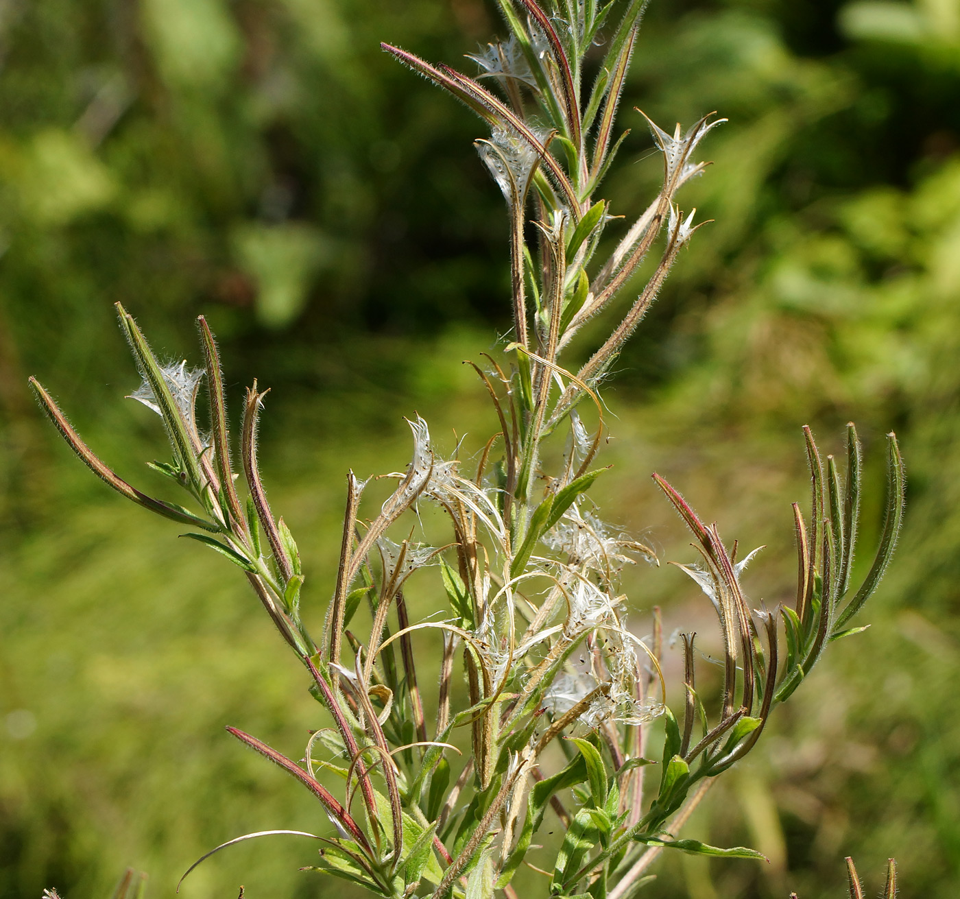 Image of Epilobium villosum specimen.