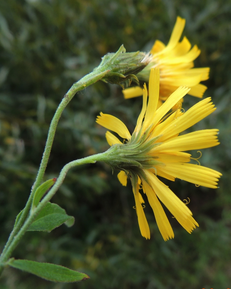 Image of Hieracium subarctophilum specimen.