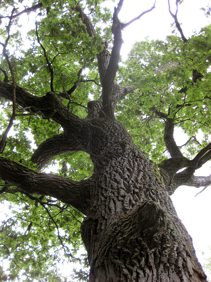 Изображение особи Quercus robur.