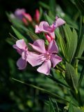 Nerium oleander