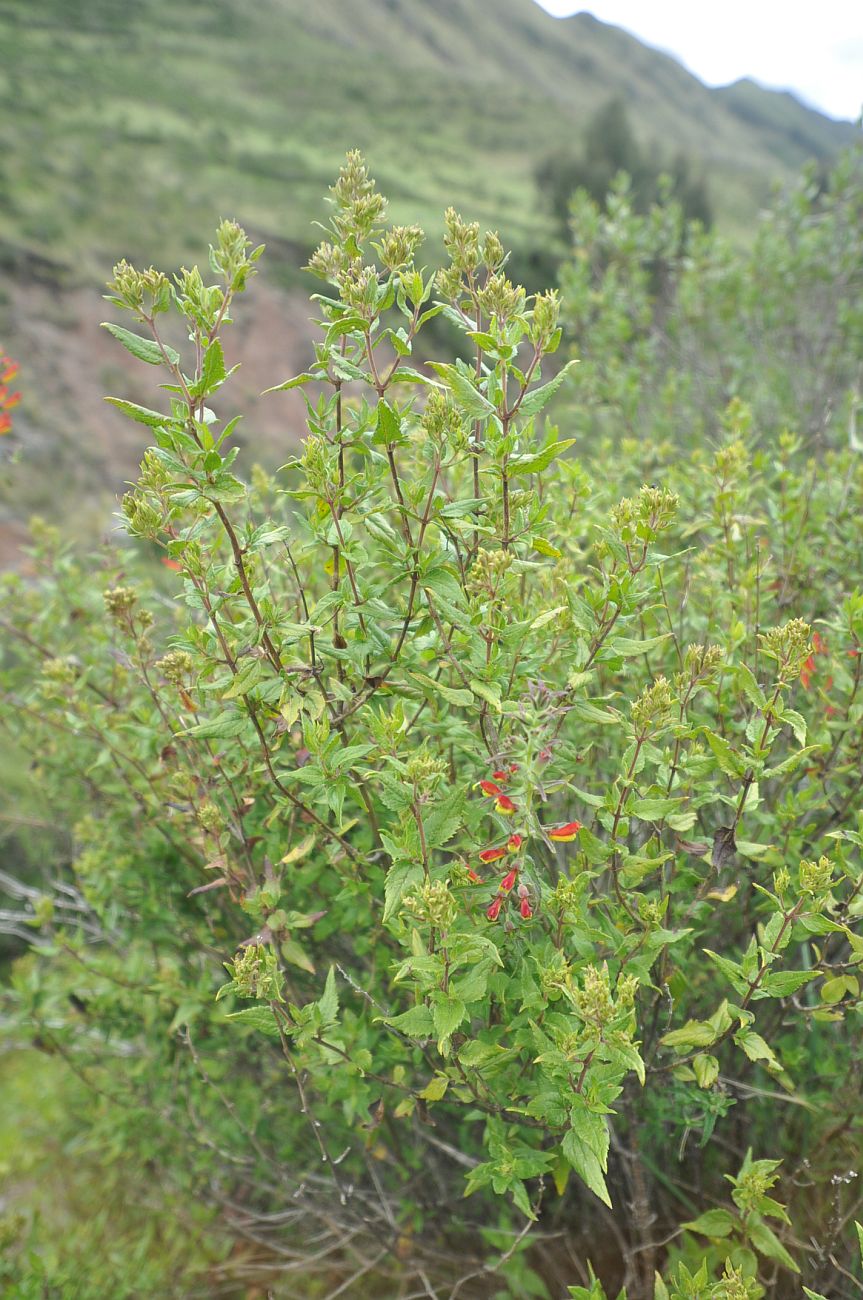 Image of Bartsia camporum specimen.