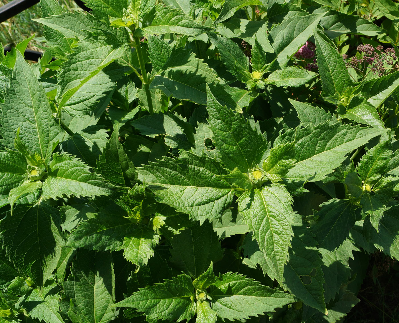 Image of Heliopsis helianthoides ssp. scabra specimen.