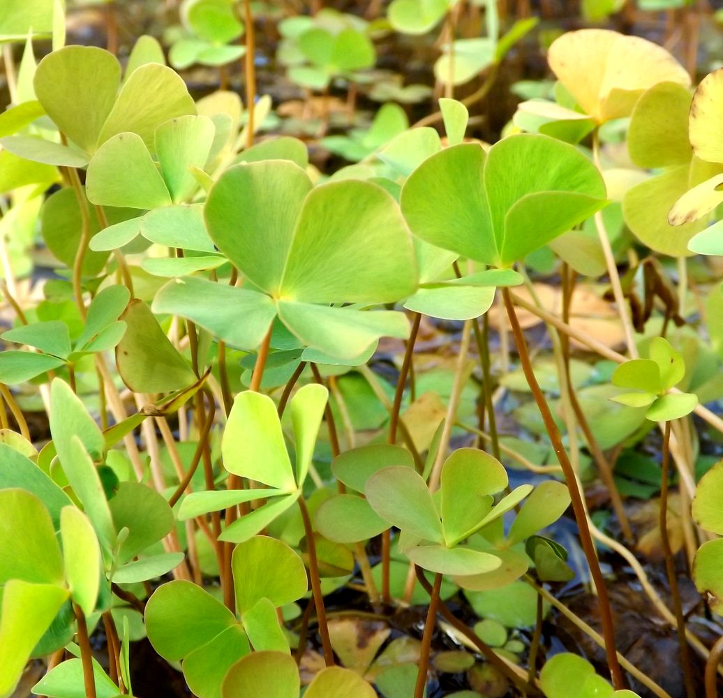 Изображение особи Marsilea quadrifolia.