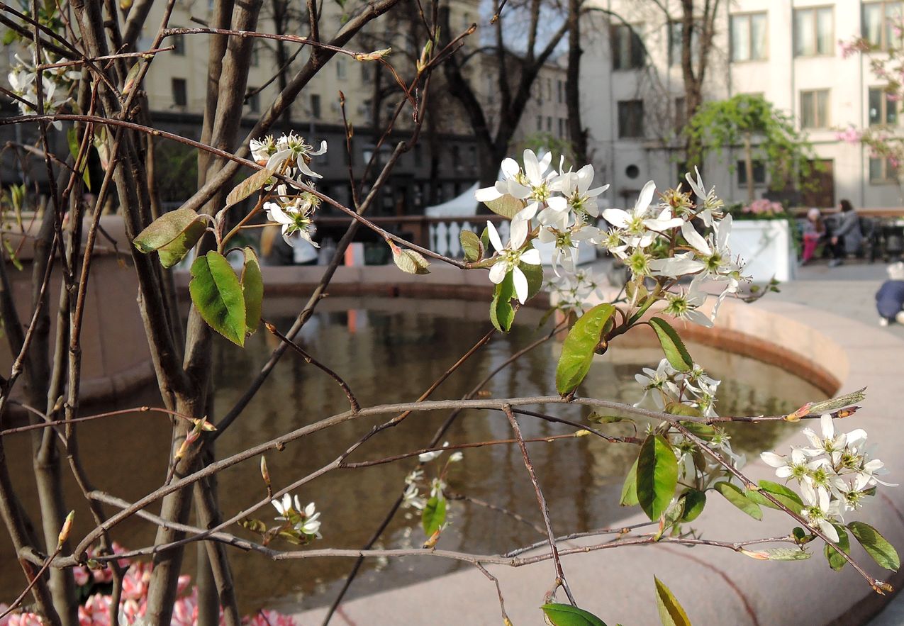 Image of Amelanchier spicata specimen.