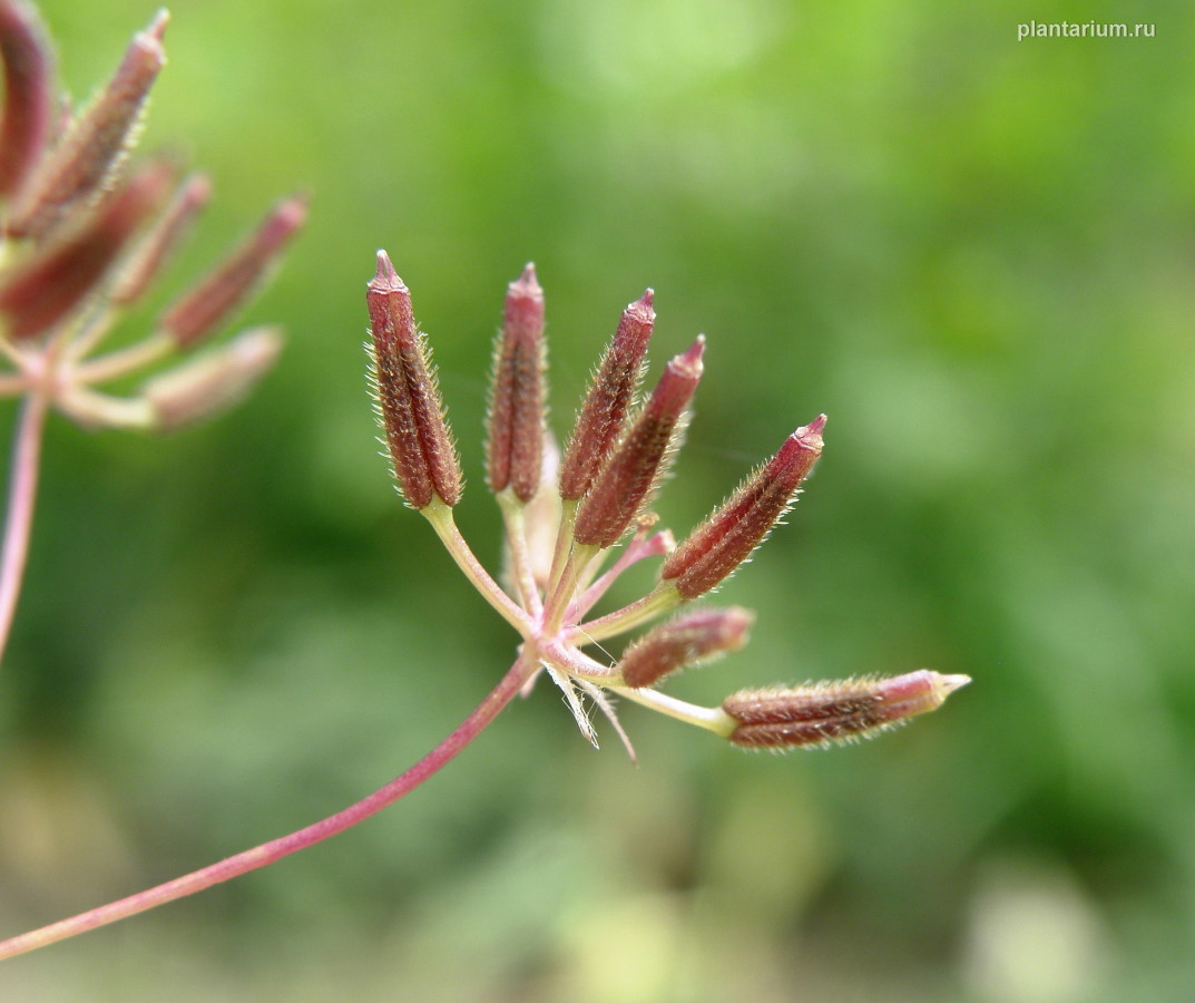 Изображение особи Anthriscus cerefolium.