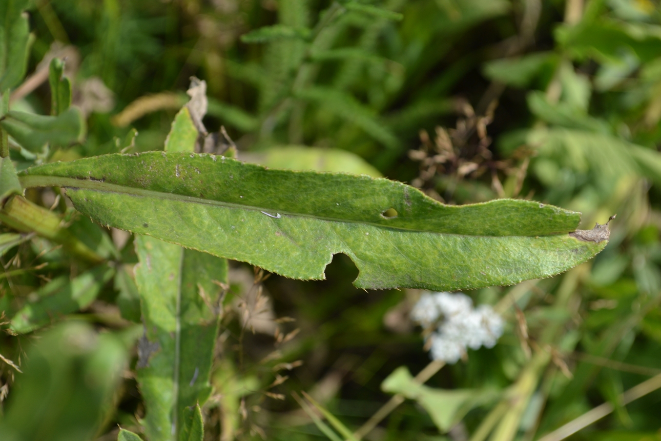 Image of Cirsium setosum specimen.