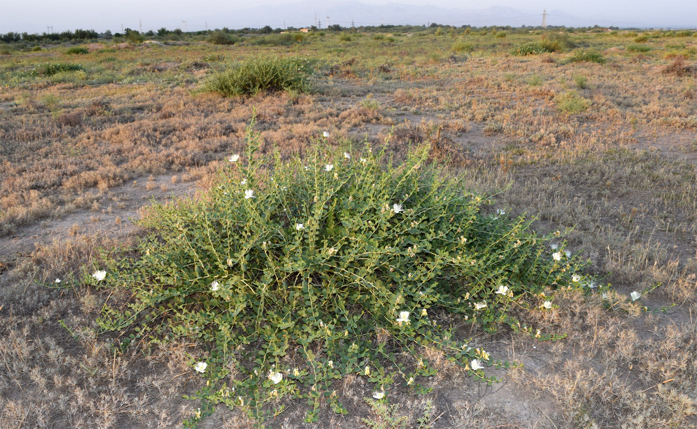 Изображение особи Capparis herbacea.