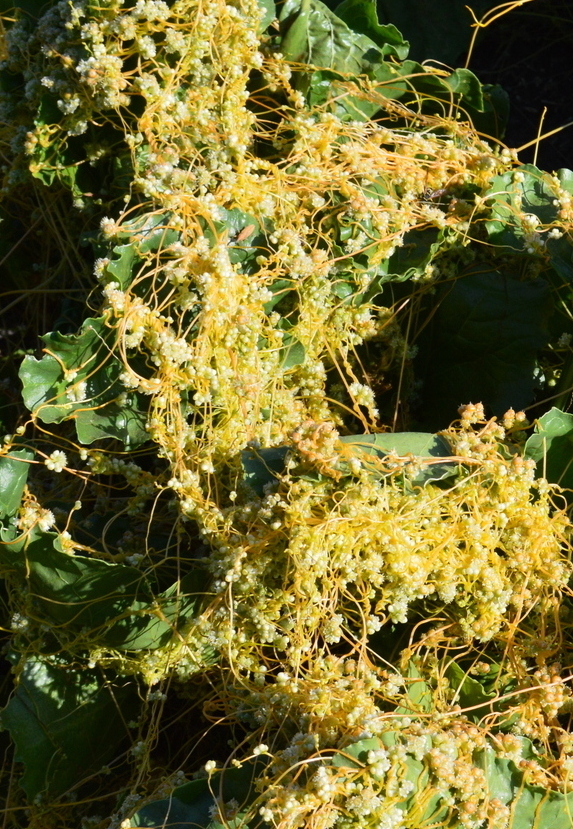 Изображение особи Cuscuta campestris.