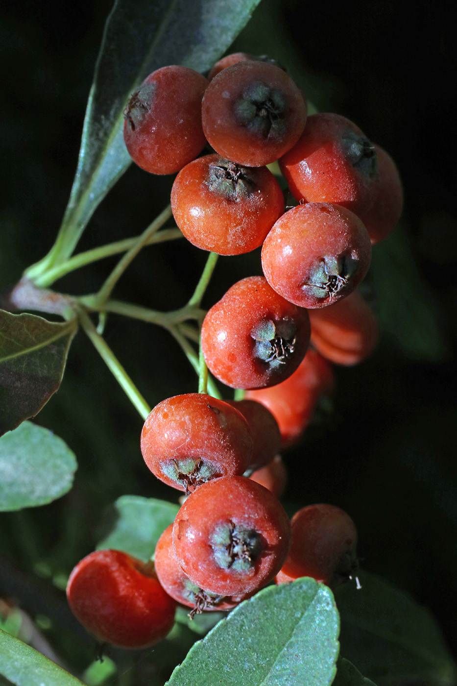 Image of Pyracantha koidzumii specimen.