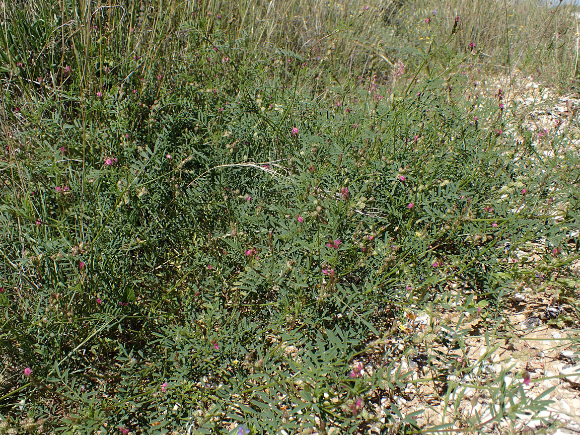 Image of Onobrychis caput-galli specimen.