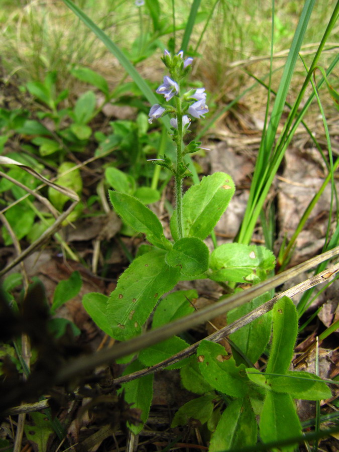 Image of Veronica officinalis specimen.