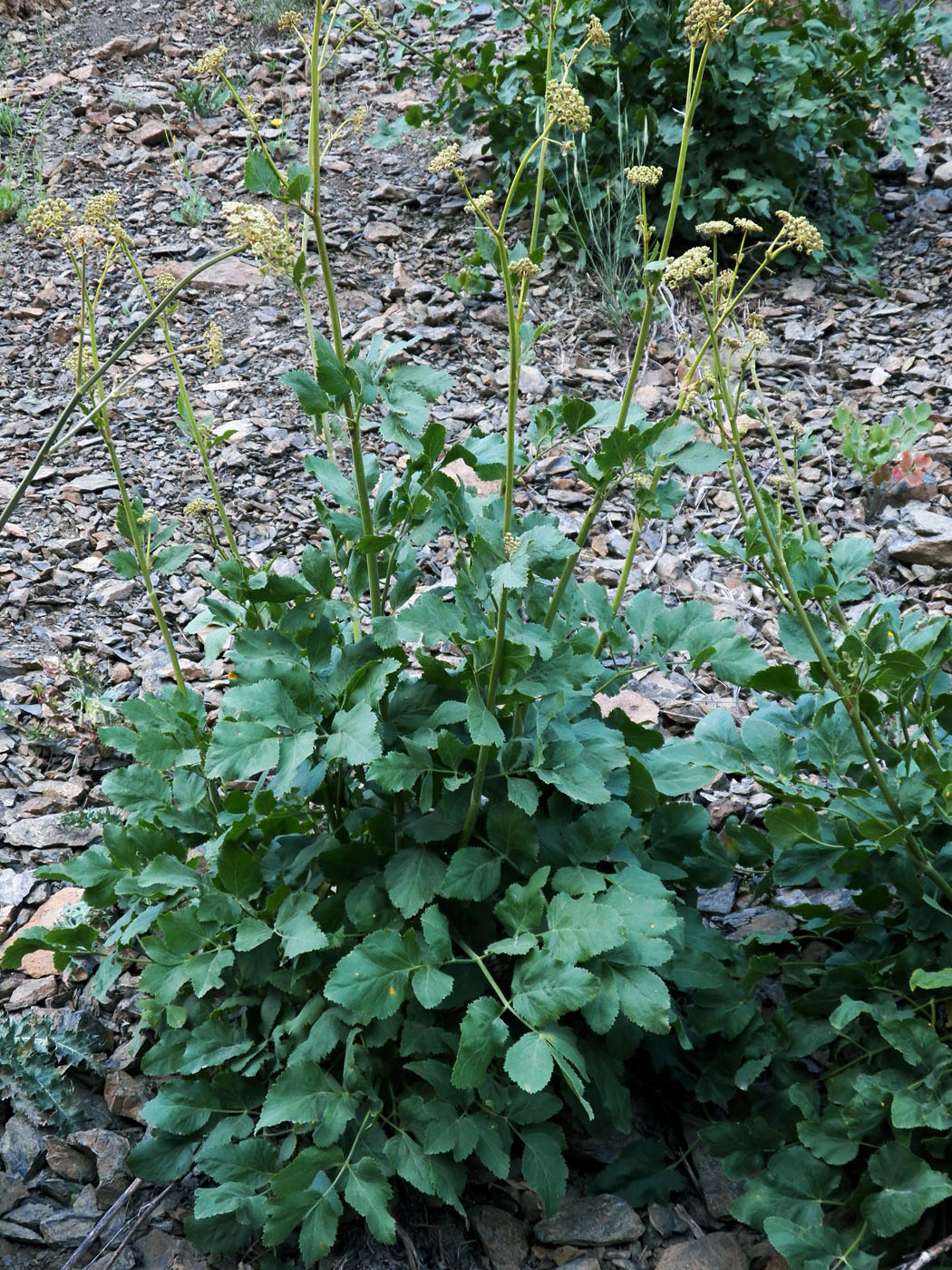 Image of Mediasia macrophylla specimen.