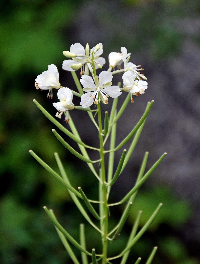 Image of Chamaenerion angustifolium specimen.