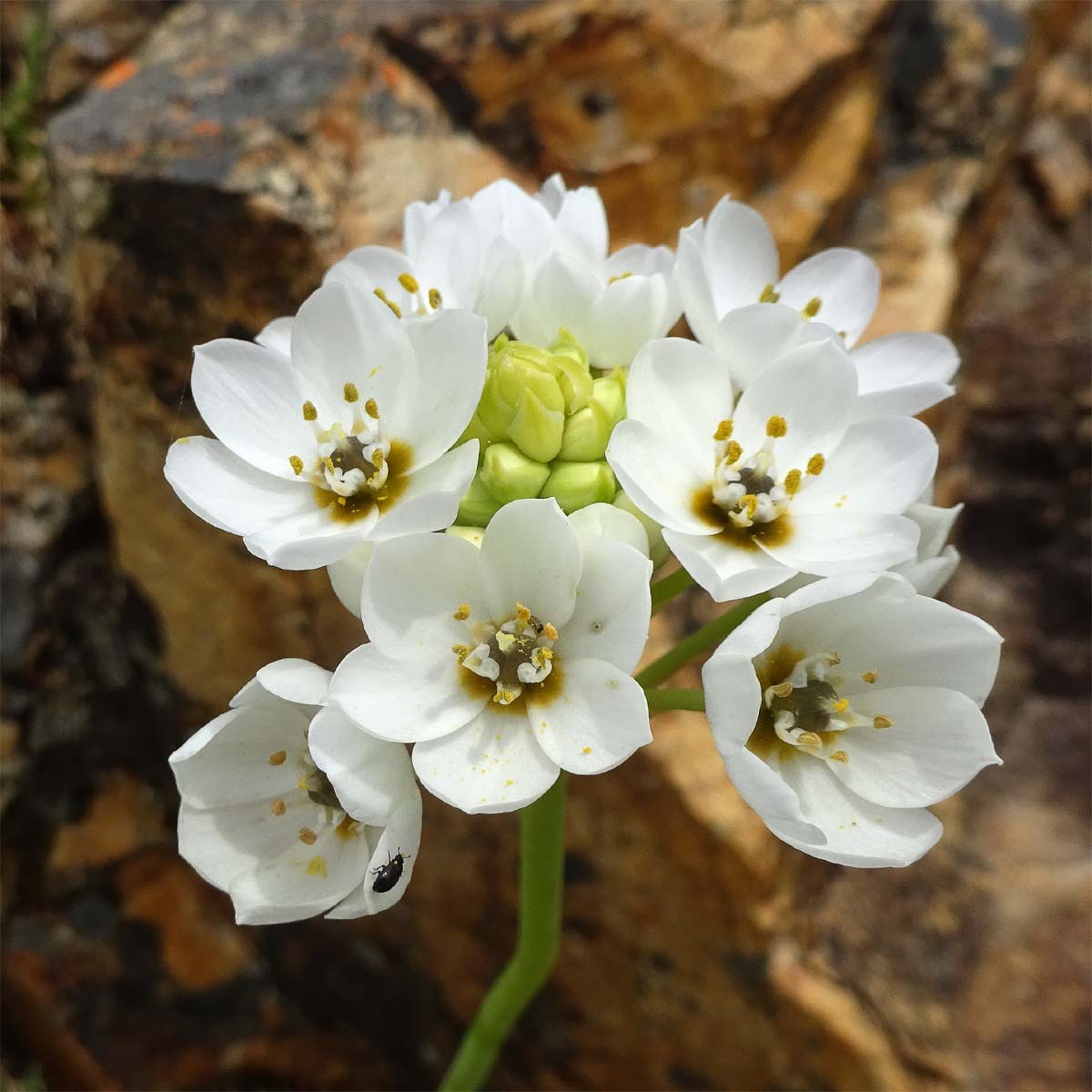 Изображение особи Ornithogalum thyrsoides.