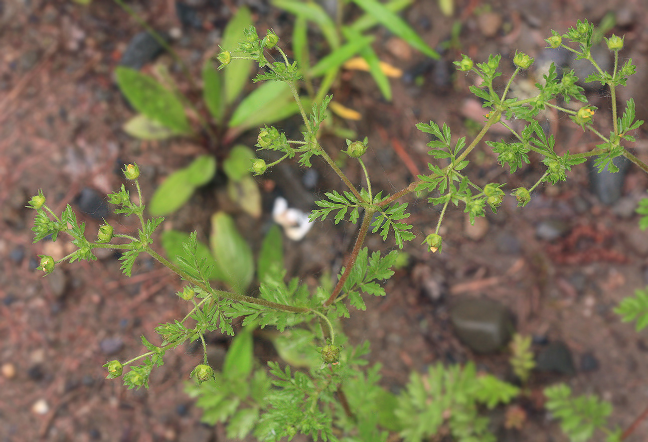 Image of Potentilla supina ssp. paradoxa specimen.