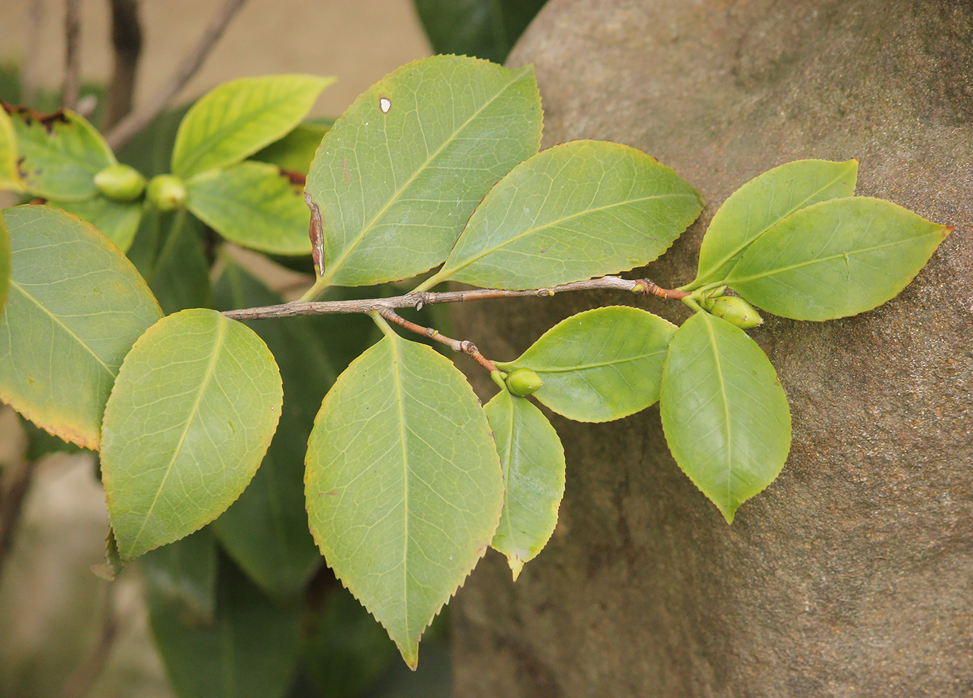 Image of Camellia japonica specimen.