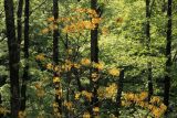 Rhododendron luteum