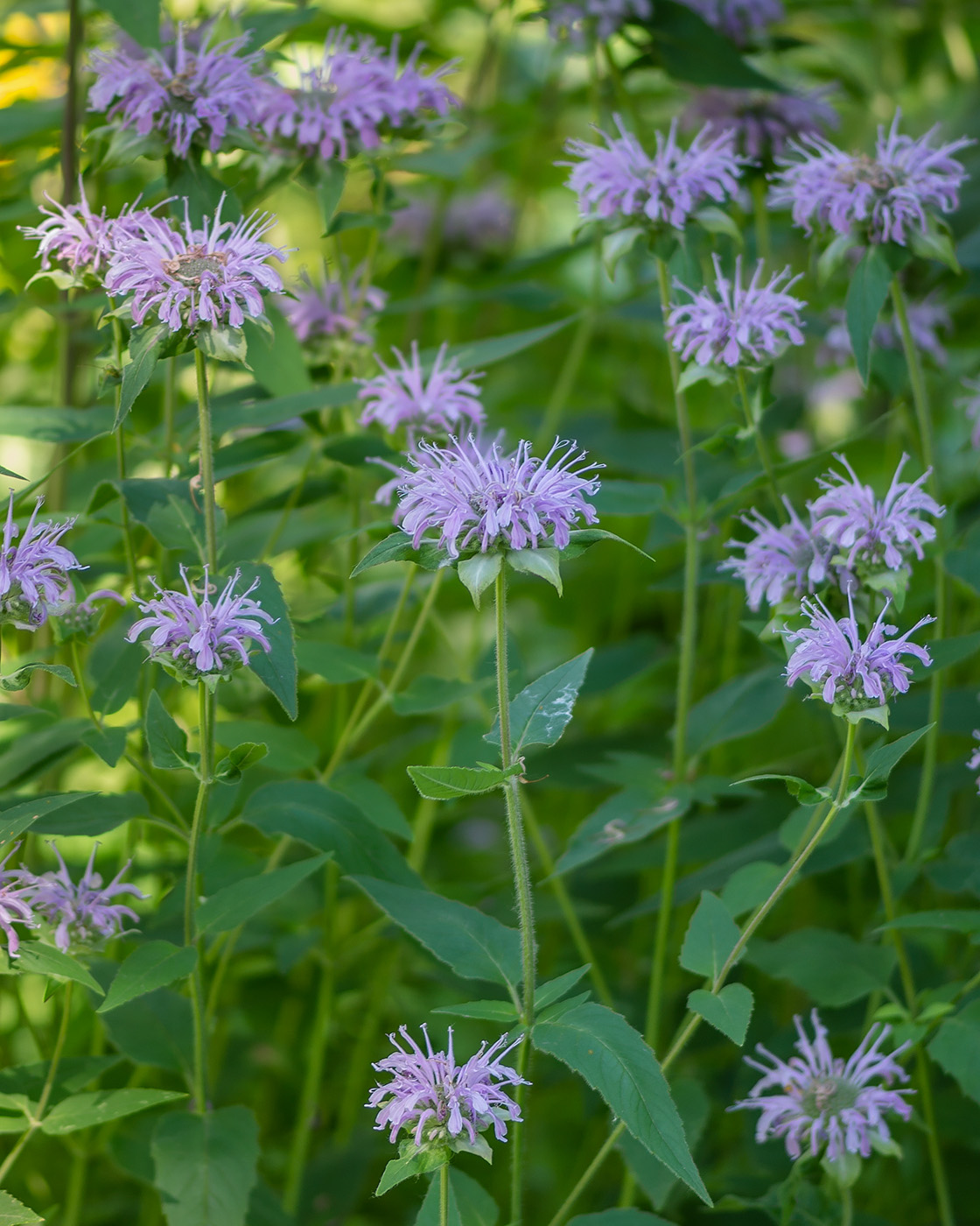 Image of Monarda fistulosa specimen.