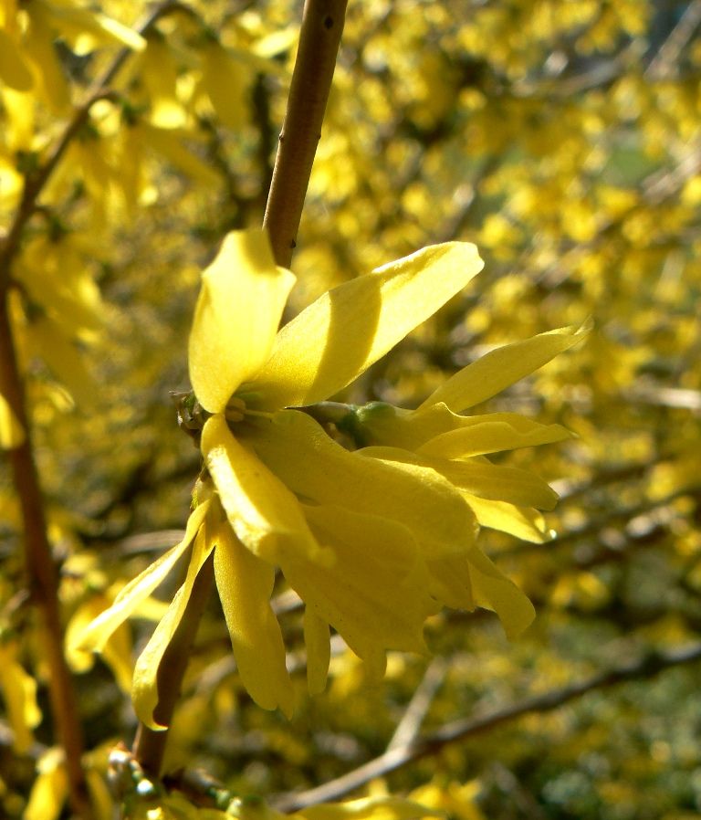 Image of Forsythia europaea specimen.