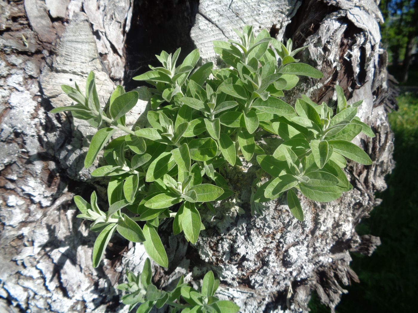 Image of Elaeagnus angustifolia specimen.