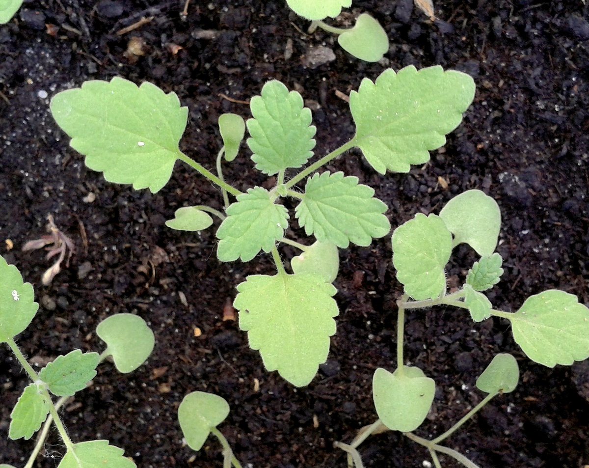 Image of Nepeta mussinii specimen.