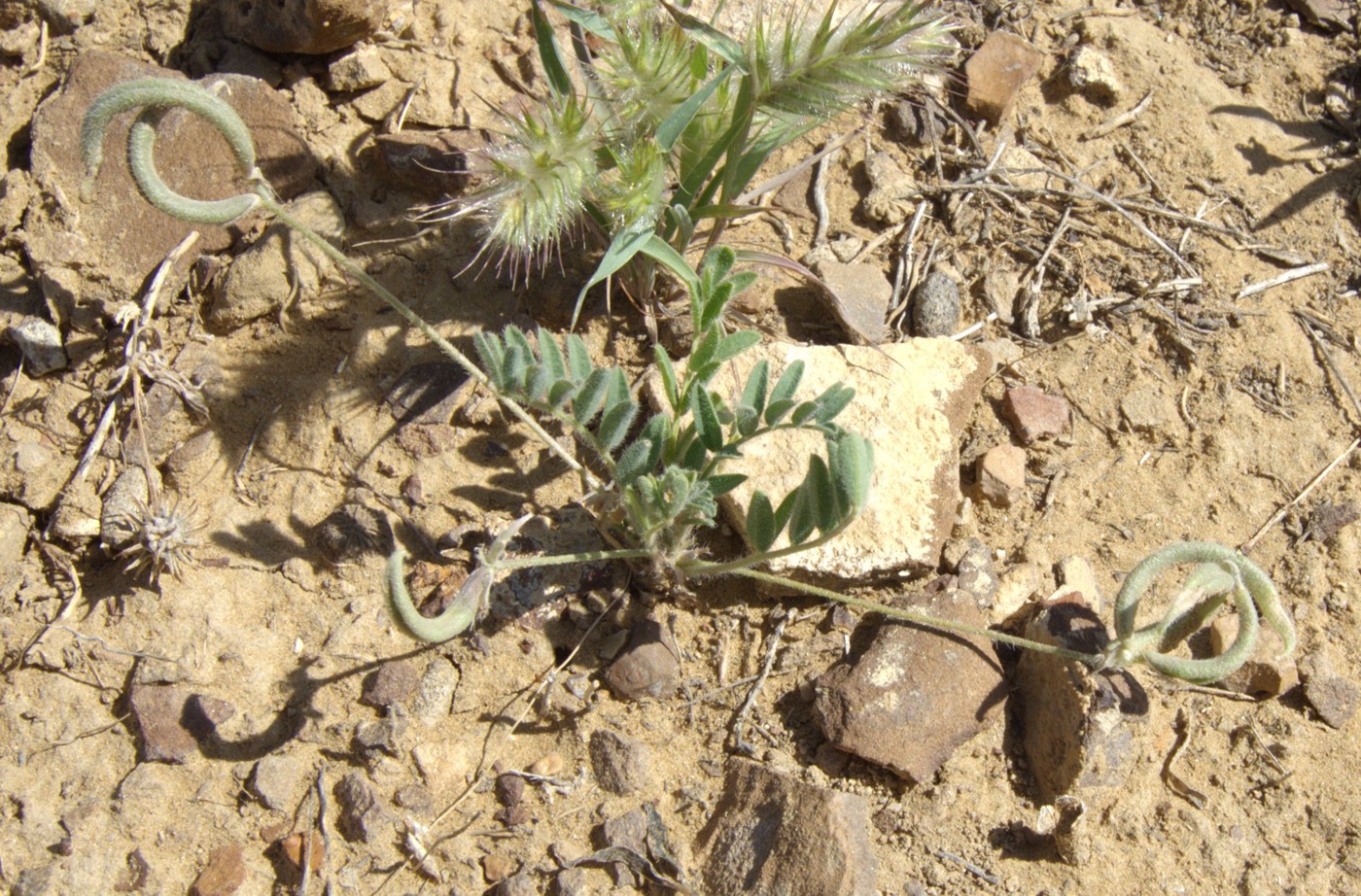 Изображение особи Astragalus bakaliensis.