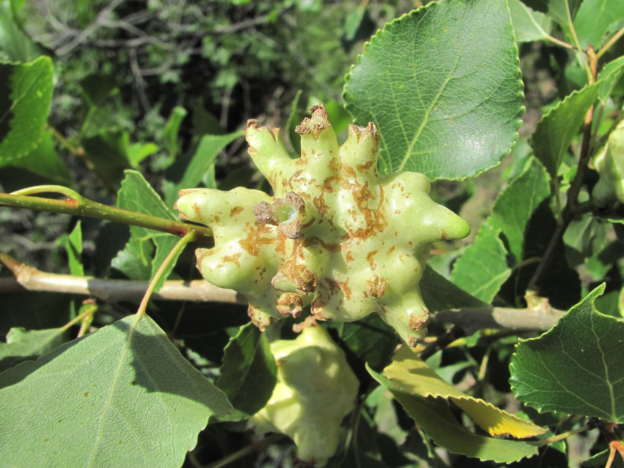 Image of Populus nigra specimen.