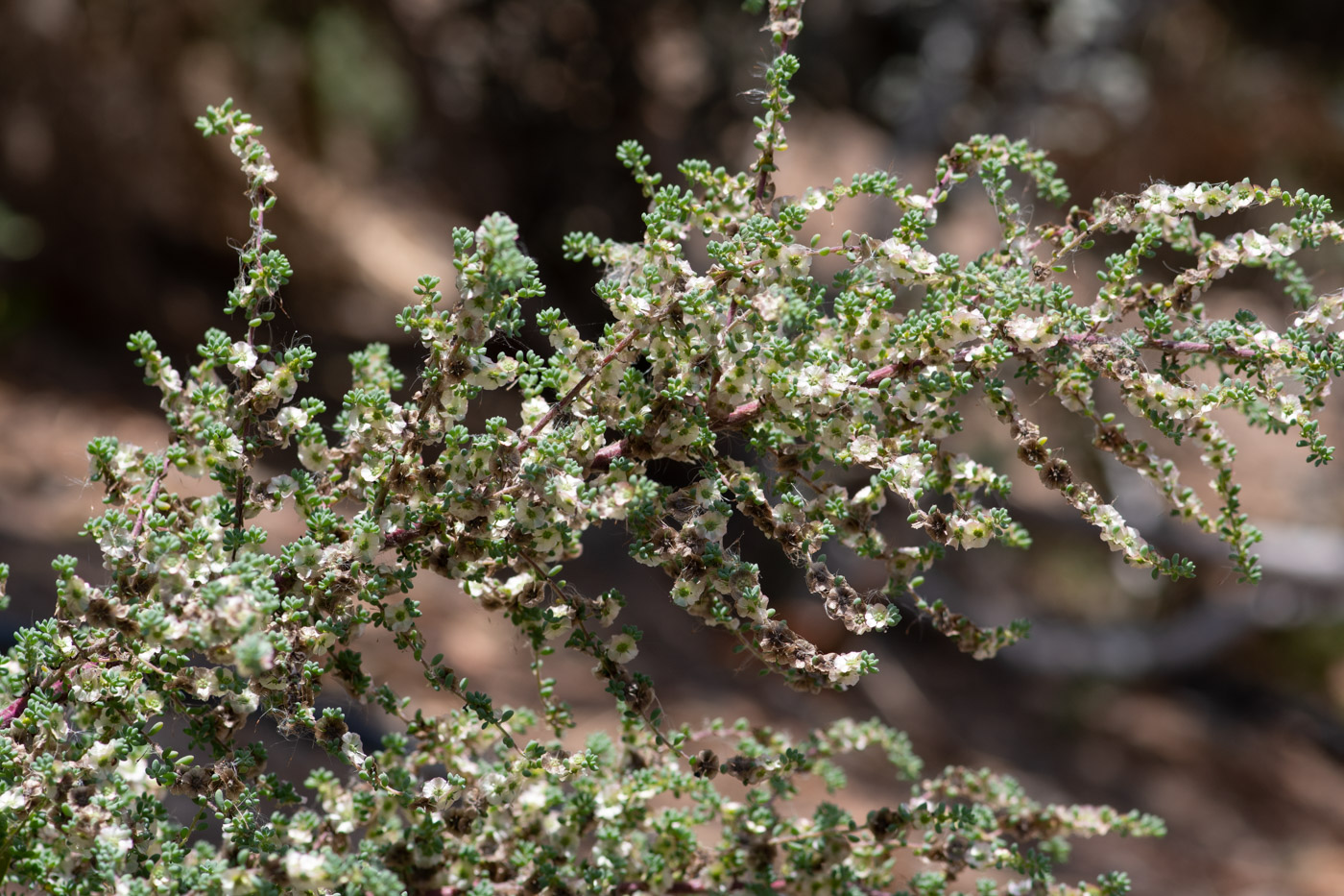 Image of Maireana brevifolia specimen.