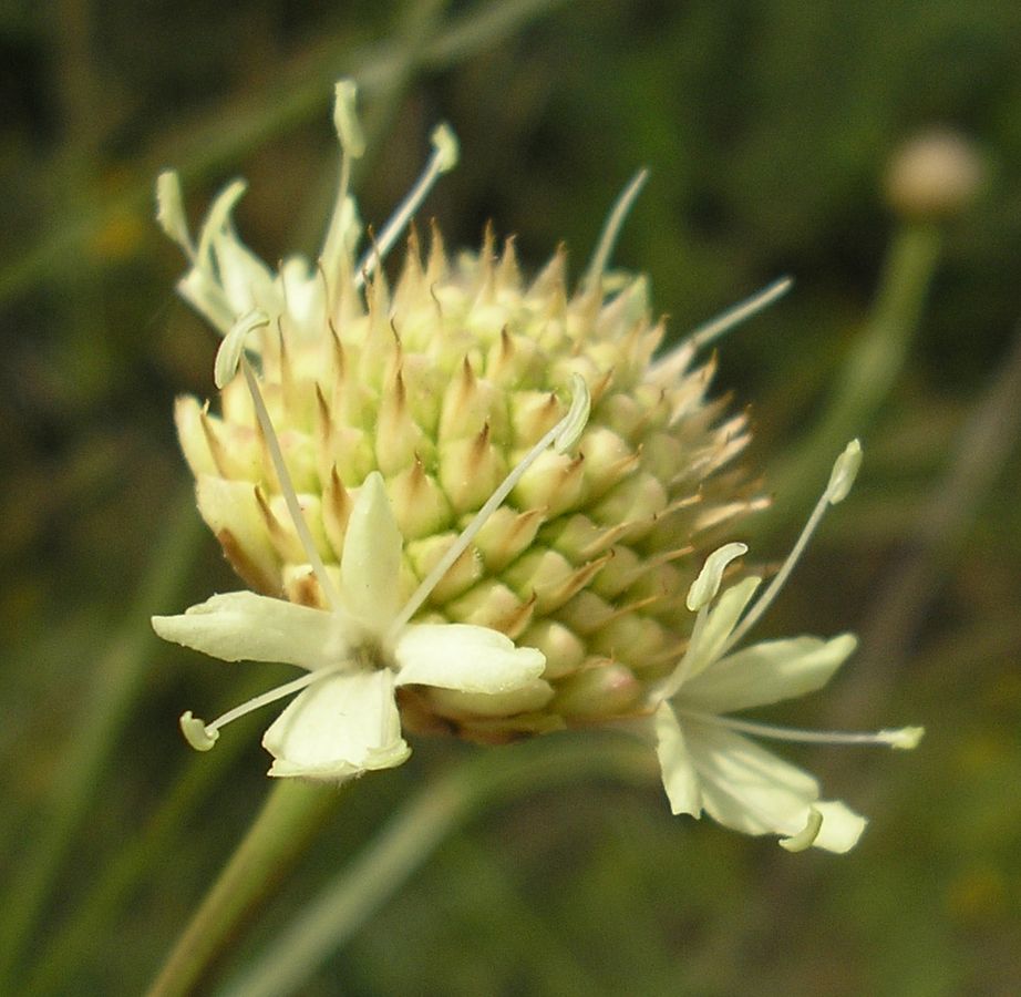 Изображение особи Cephalaria uralensis.