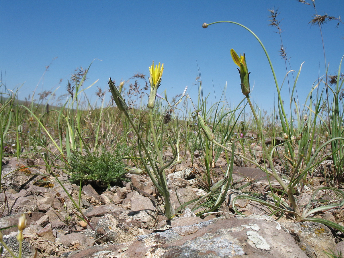 Image of Scorzonera pubescens specimen.