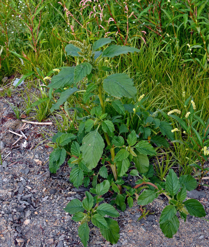 Image of Amaranthus retroflexus specimen.