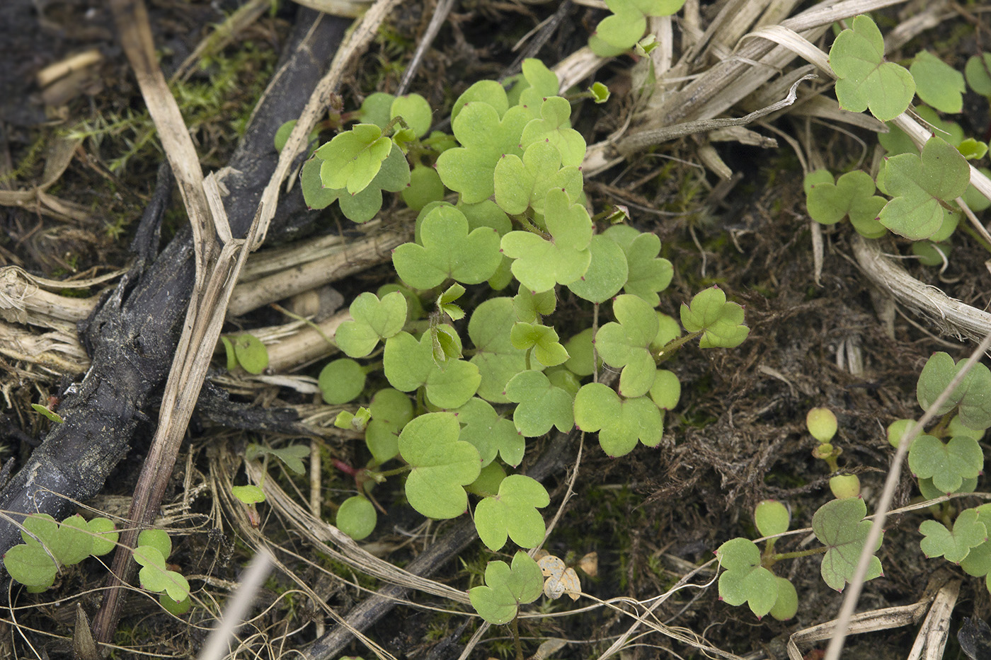 Image of Sanguisorba tenuifolia specimen.