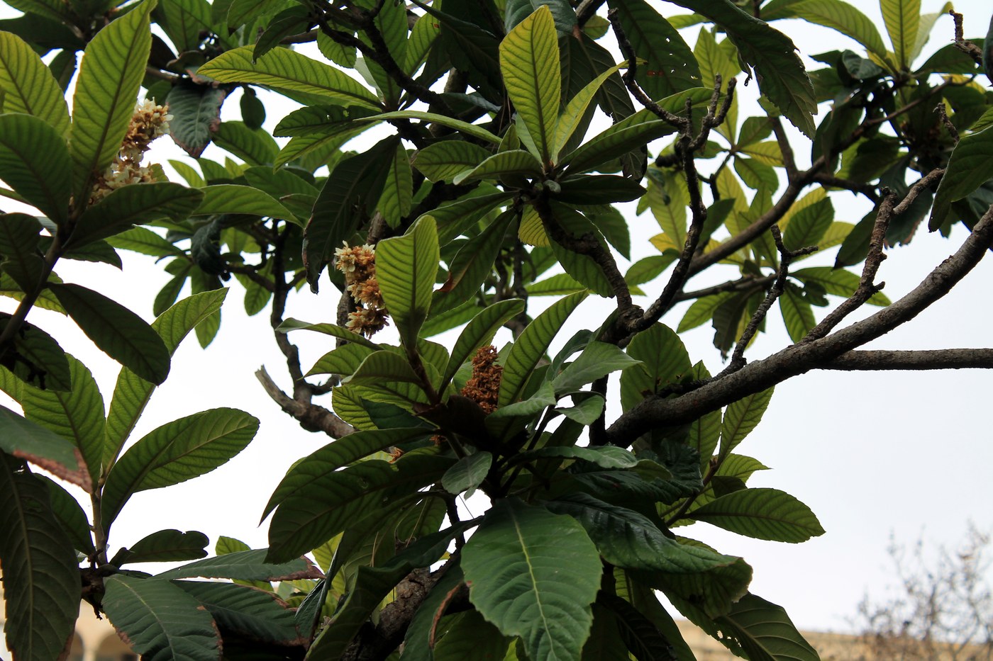 Image of Eriobotrya japonica specimen.