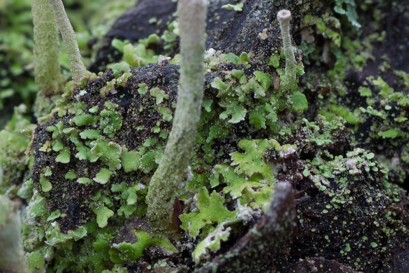 Изображение особи Cladonia fimbriata.